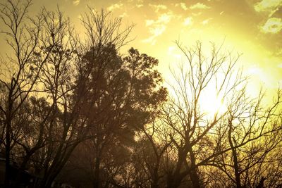 Sun shining through trees