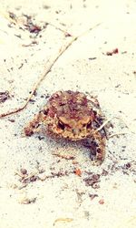 Close-up of crab on sand