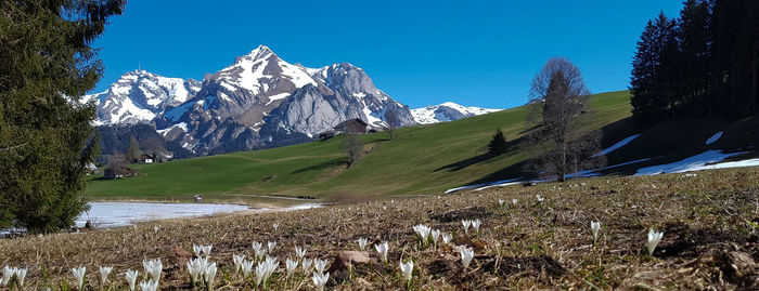 Scenic view of snowcapped mountains against clear blue sky