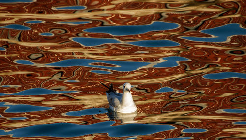 Close-up of seagull swimming in water