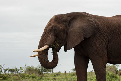 Close-up of elephant on field against sky