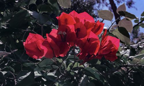 Close-up of red flowering plant