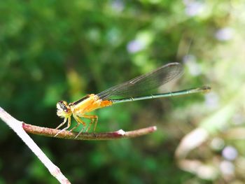 Close-up of dragonfly on twig