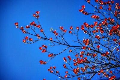 Low angle view of tree against blue sky