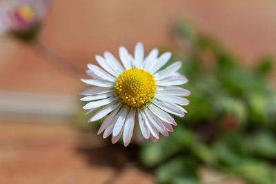 Close-up of white daisy flower