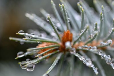 Close-up of wet plant