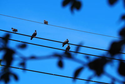 Low angle view of birds perching on cable