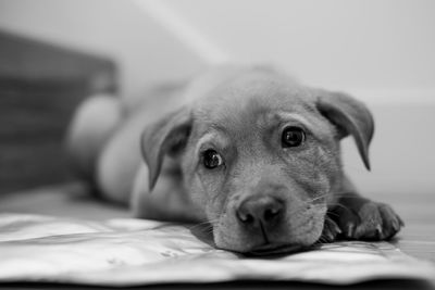 Close-up portrait of dog lying down