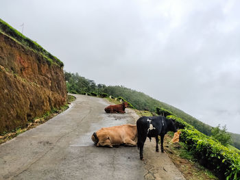 Cows standing on road against sky