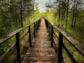 Wooden footbridge amidst trees in forest