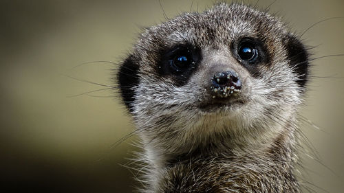 Frontal portrait of a meerkat looking into the camera with cute sand grains on its nose