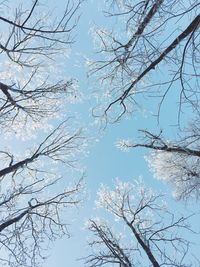 Low angle view of bare tree against sky