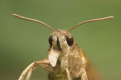 Close-up of insect