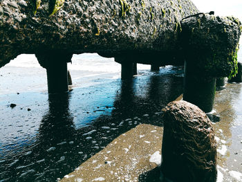 Tree on rock by sea