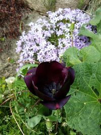 Close-up of purple flowers blooming in pond