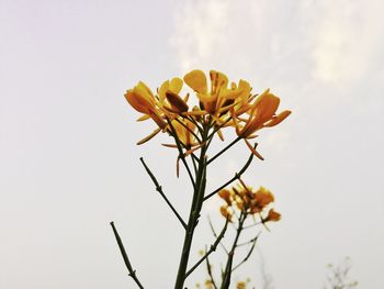 Low angle view of yellow flowers against sky