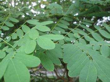 Close-up of green leaves