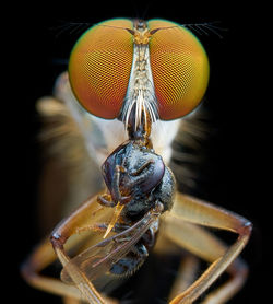 Close-up of bee