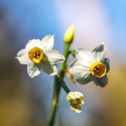 Close-up of yellow flowering plant