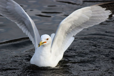 Seagull flying over lake