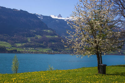 Scenic view of lake by trees against sky