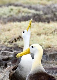 Close-up of bird perching outdoors