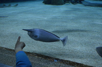 Cropped image of human hand pointing to fish swimming in tank at aquarium