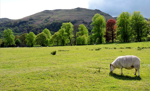 Sheep grazing on field against sky