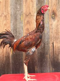 Side view of a rooster on wood