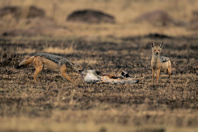 Portrait of fox on field