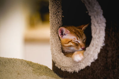 Close-up of cat sleeping in warm clothing