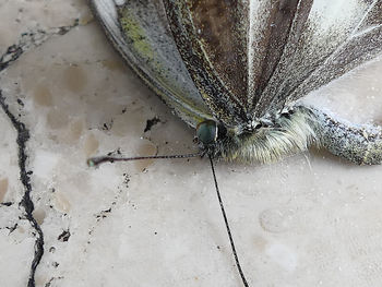 High angle view of insect on wet floor