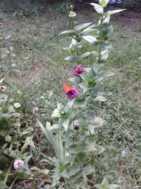 Flowers blooming on field