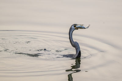 darter hunting