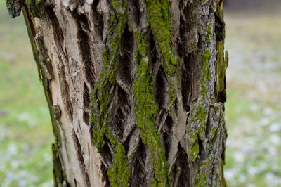 Close-up of moss growing on tree trunk