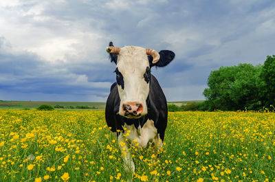 Portrait of cute black and white cow in pasture with yellow flowers on background of blue sky