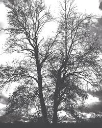 Low angle view of bare trees against sky