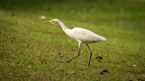 White bird on a field