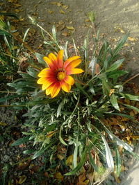 Yellow flowers blooming outdoors