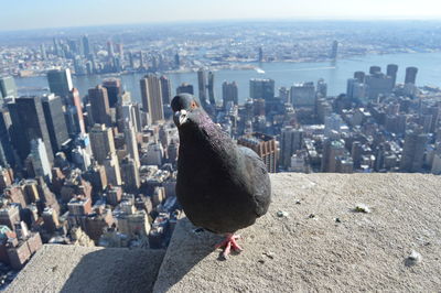 High angle view of crowd in city against buildings