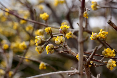 Close-up of yellow flowers