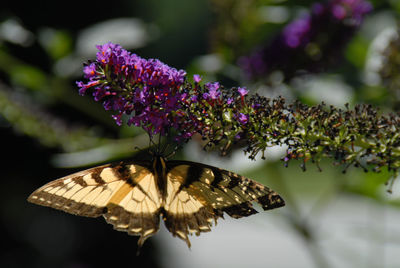 Close-up of butterfly on flower