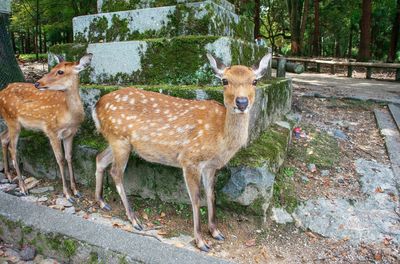 Portrait of deer