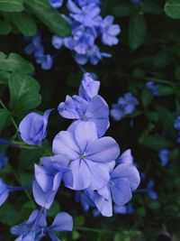 Close-up of purple flowers