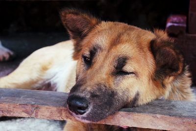 Close-up of dog resting