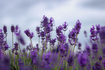 Lavender field