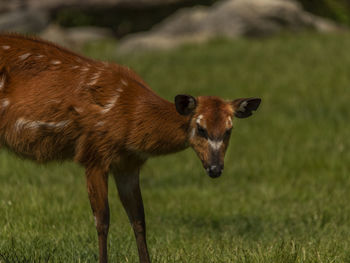 Close-up of deer on field