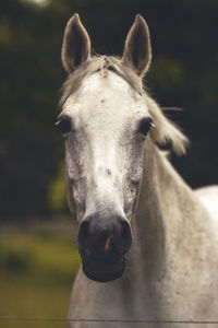 Close-up portrait of horse