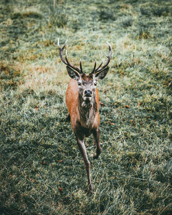 Portrait of deer standing on field