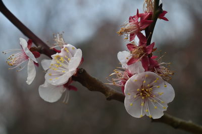 Close-up of cherry blossoms in spring